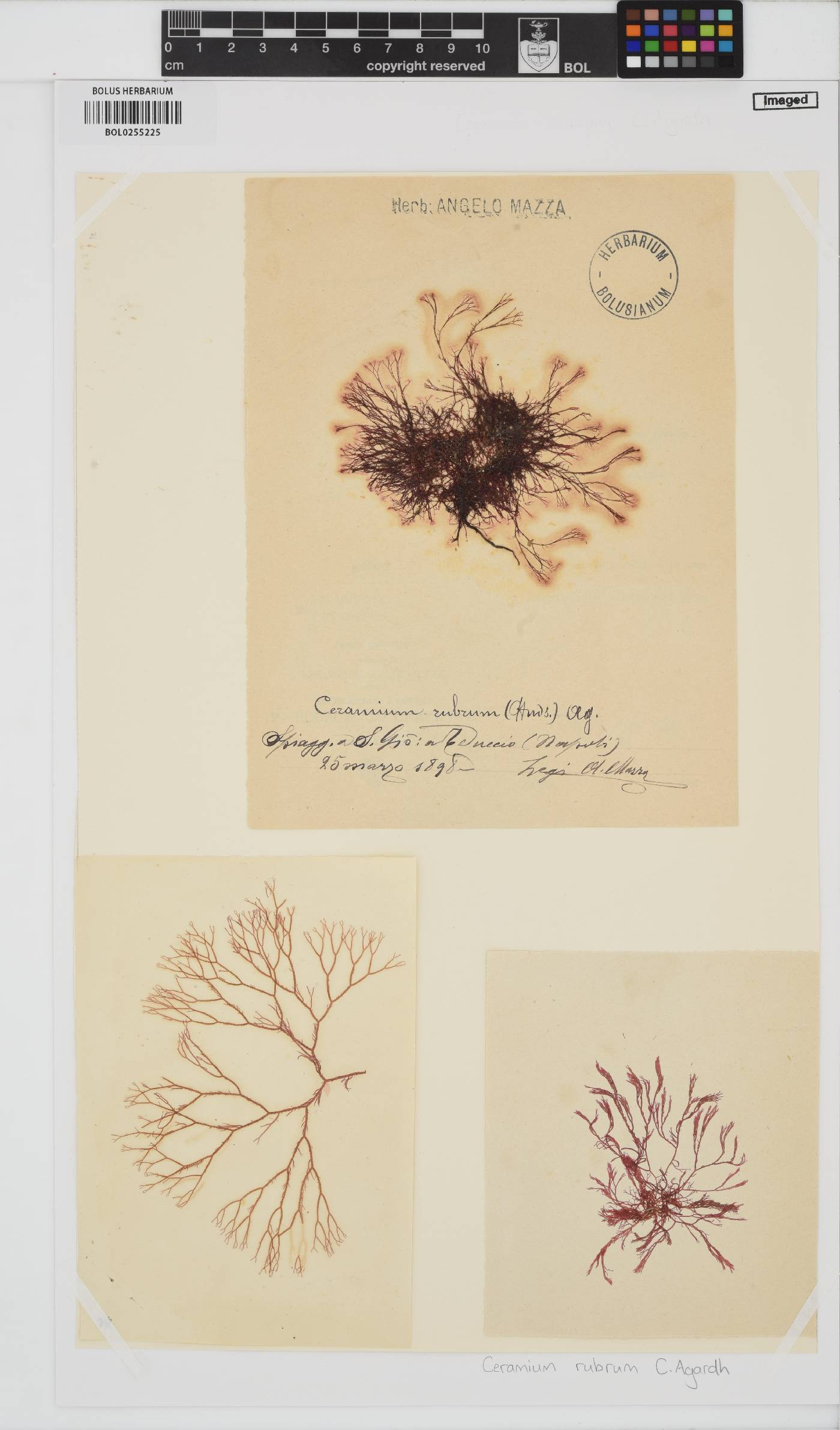 Ceramium virgatum image
