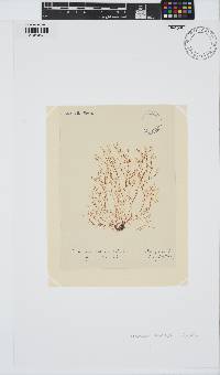 Ceramium virgatum image