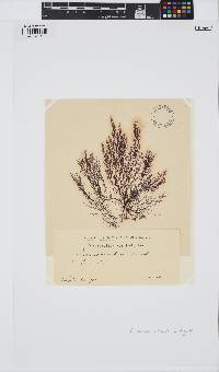 Ceramium virgatum image