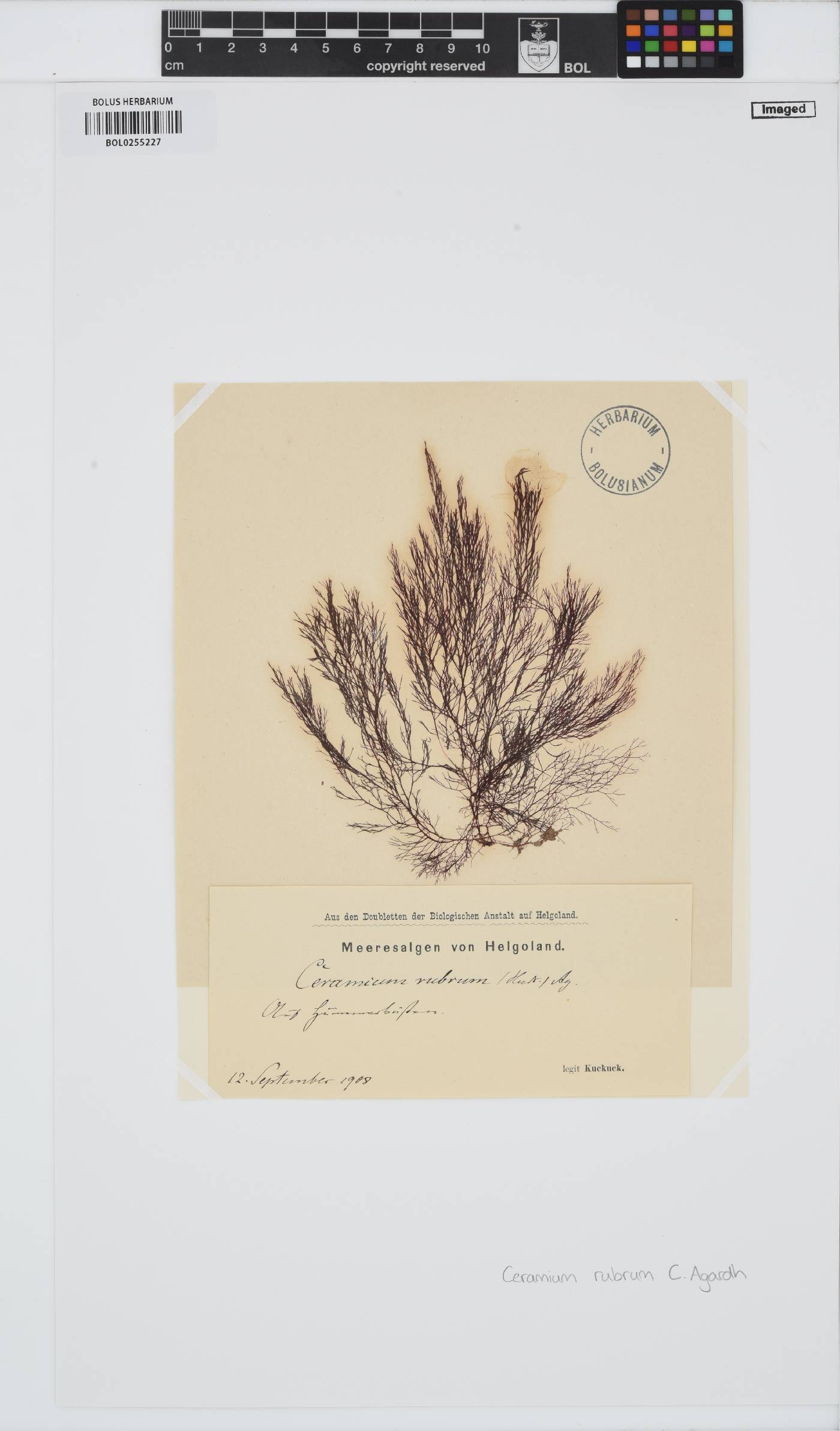 Ceramium virgatum image
