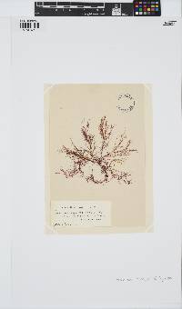 Ceramium virgatum image