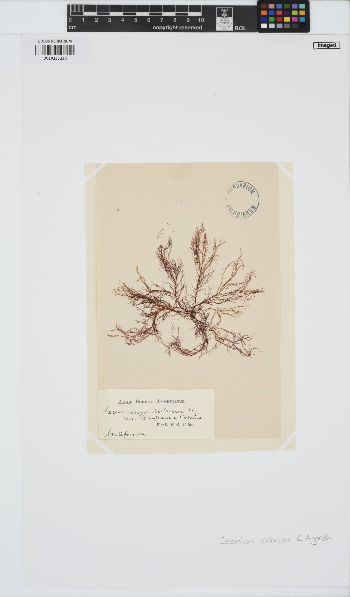 Ceramium virgatum image