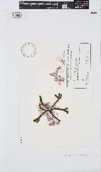 Celeceras pusilla image