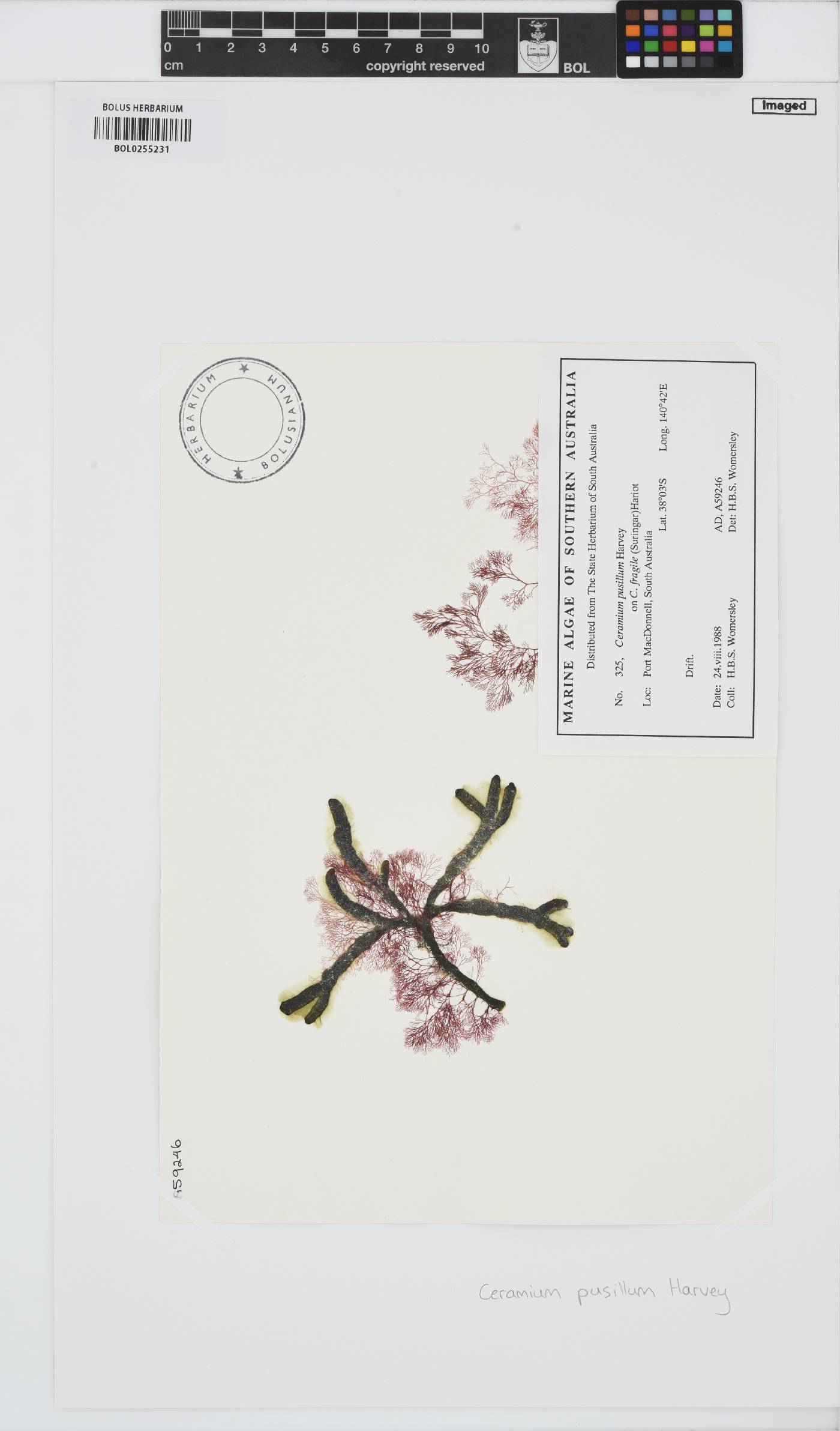 Celeceras image