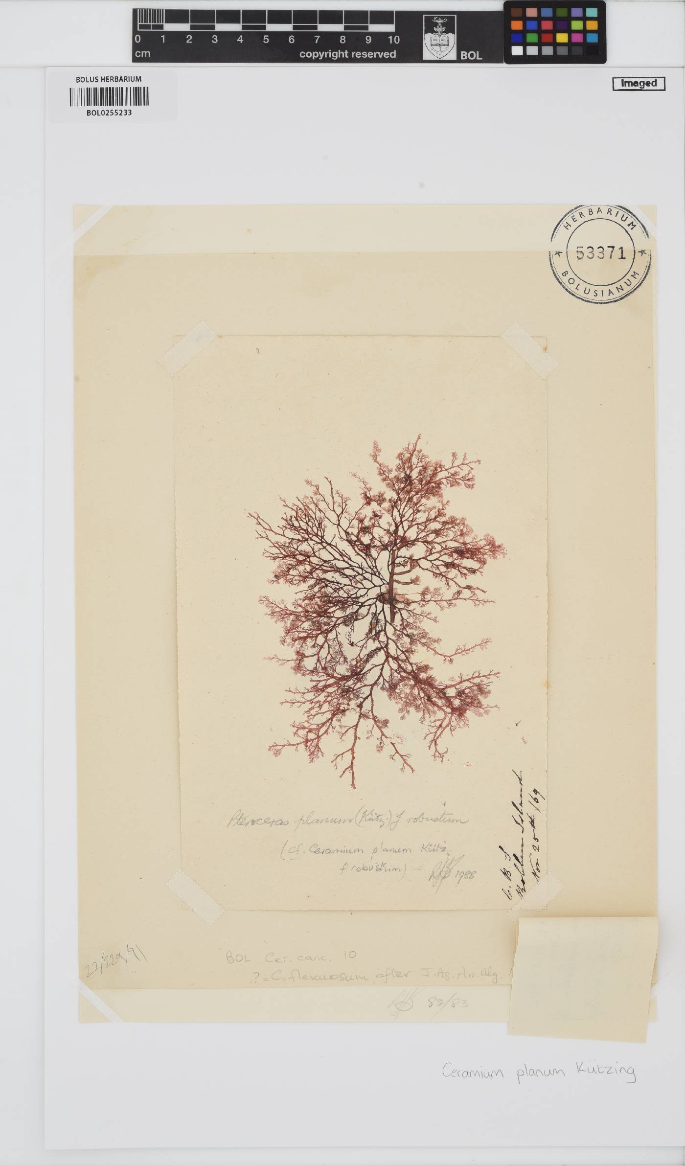 Pseudoceramium image
