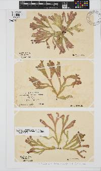 Dichotomaria diesingiana image