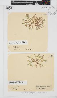 Dichotomaria diesingiana image