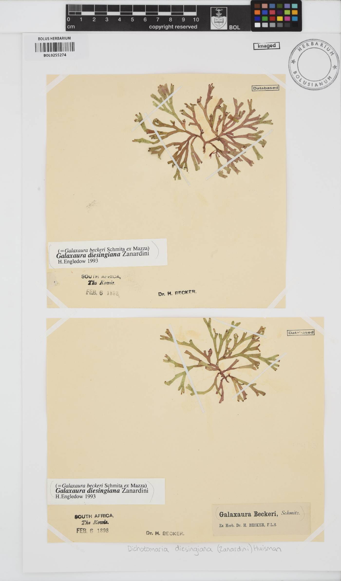 Dichotomaria diesingiana image