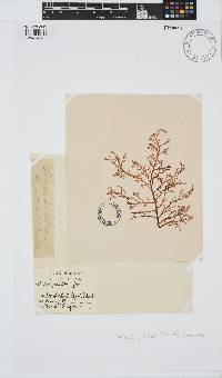 Delisea pulchra image