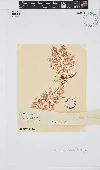Delisea pulchra image