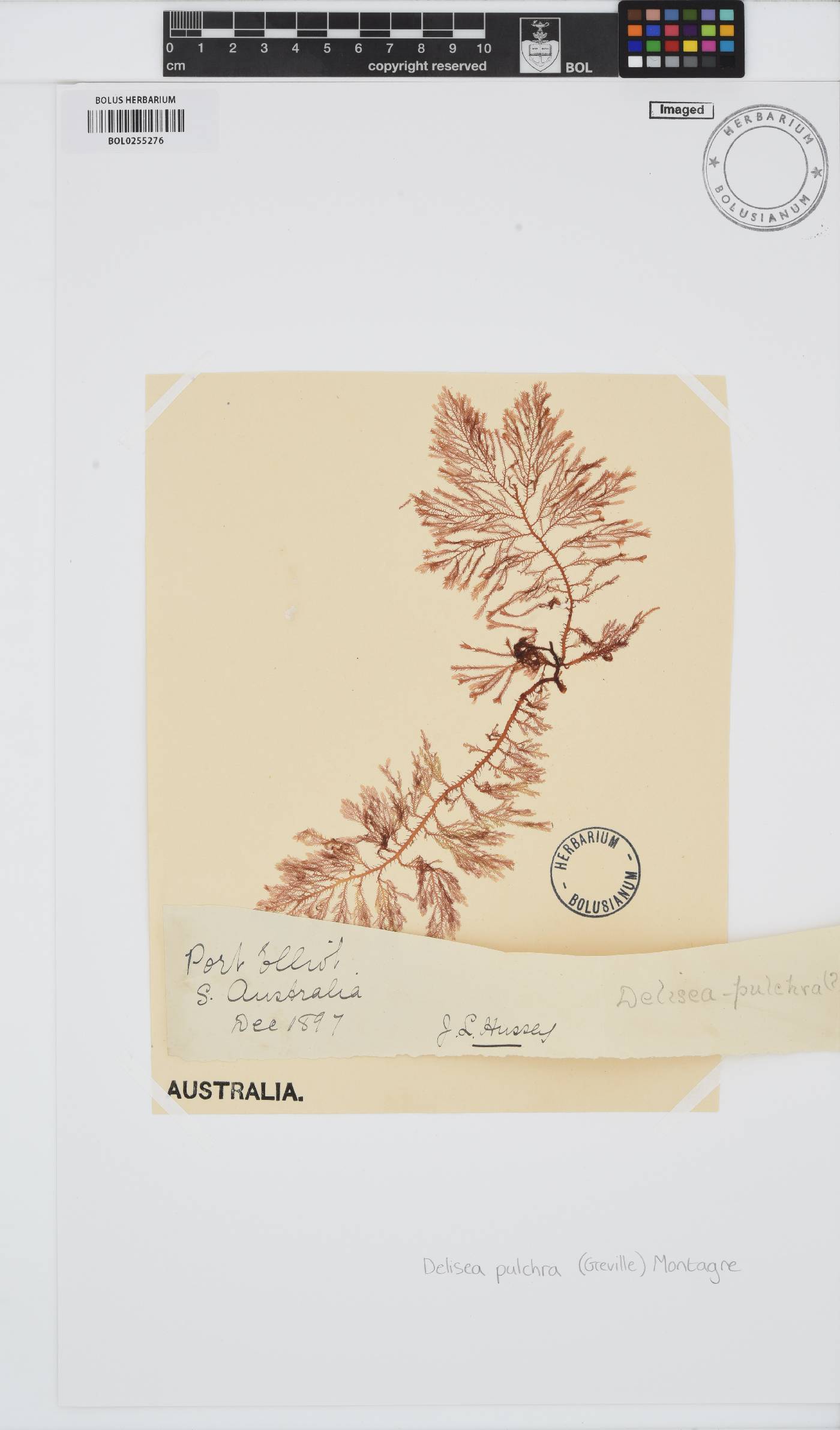 Delisea pulchra image