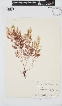 Image of Delisea hypneoides