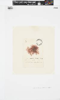 Hypoglossum hypoglossoides image