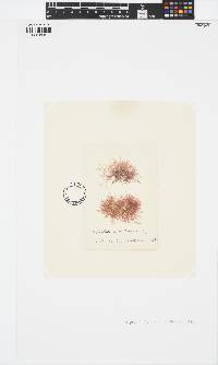 Hypoglossum hypoglossoides image