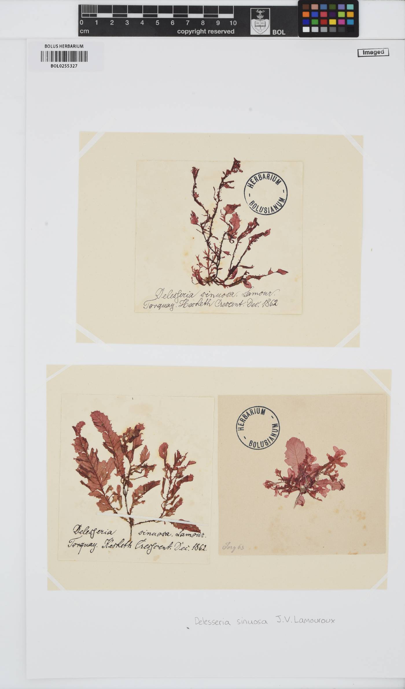 Phycodrys image