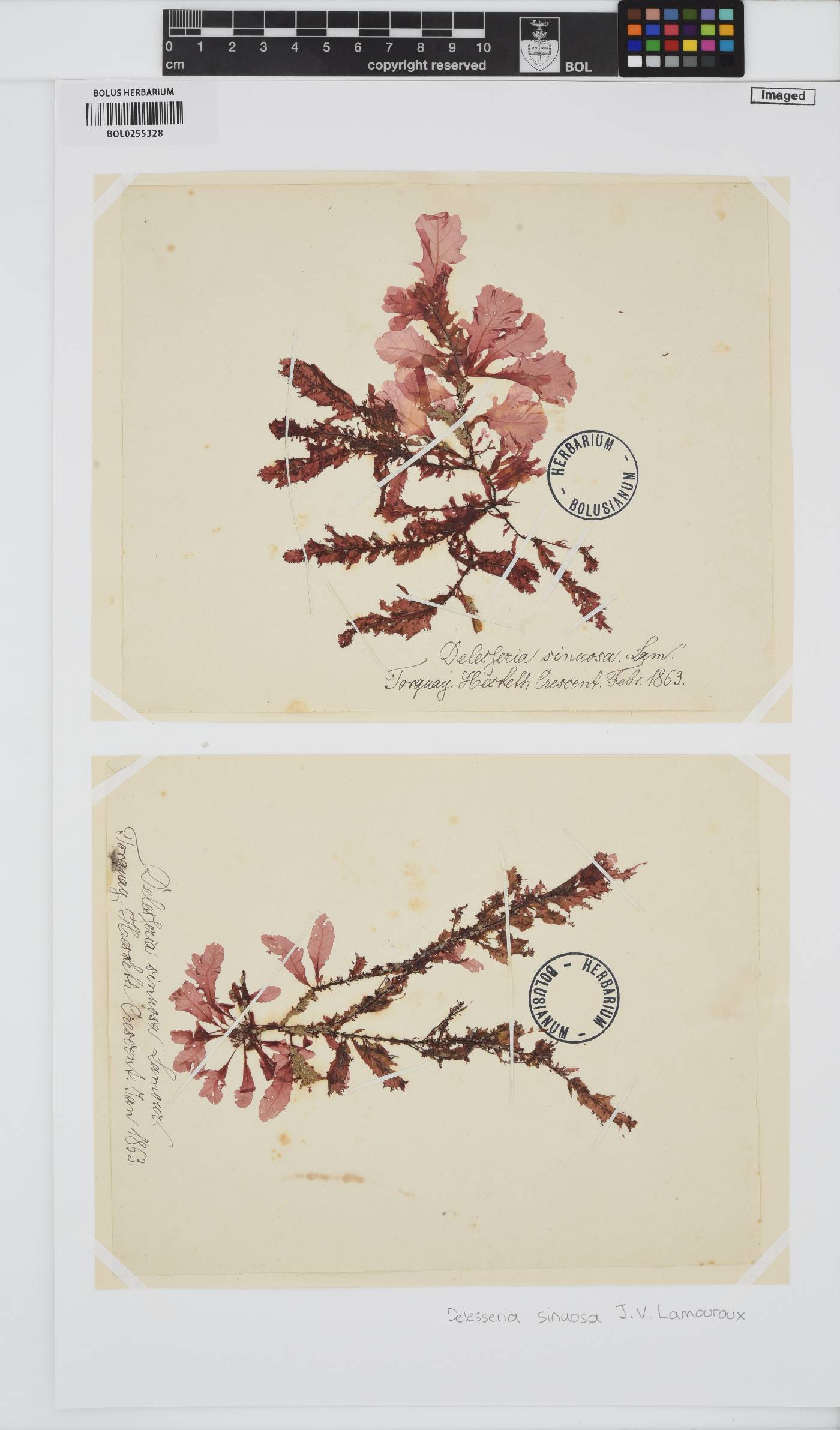 Phycodrys rubens image