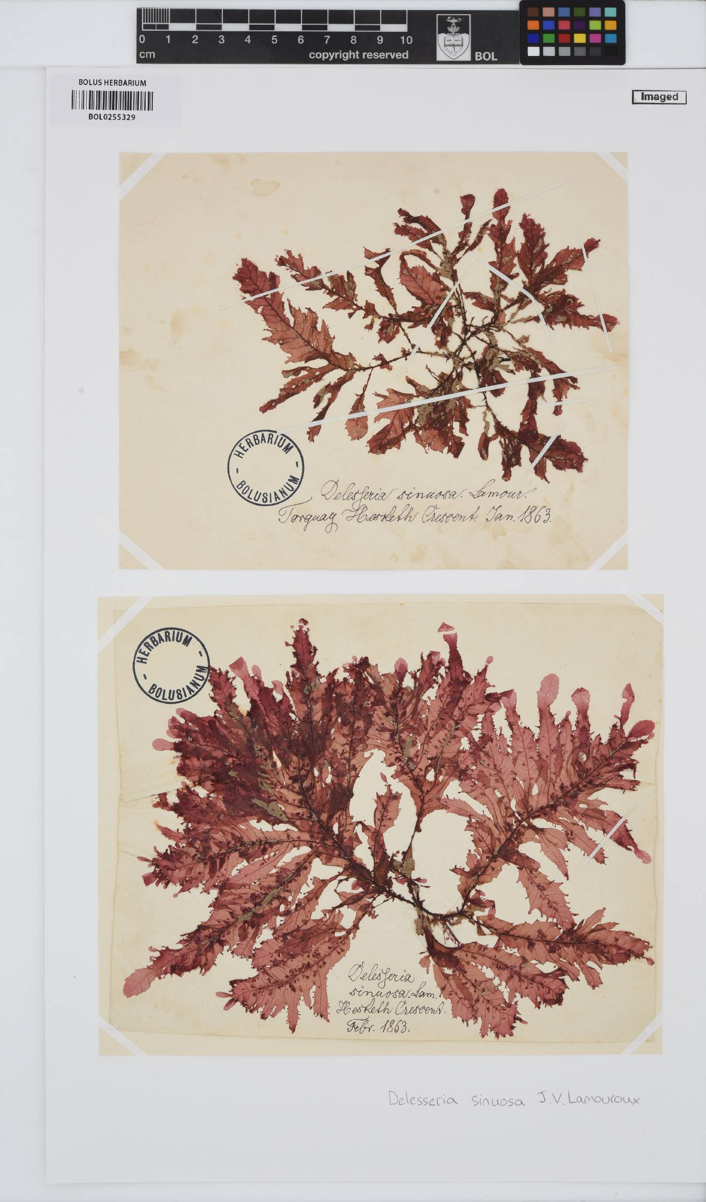 Phycodrys rubens image