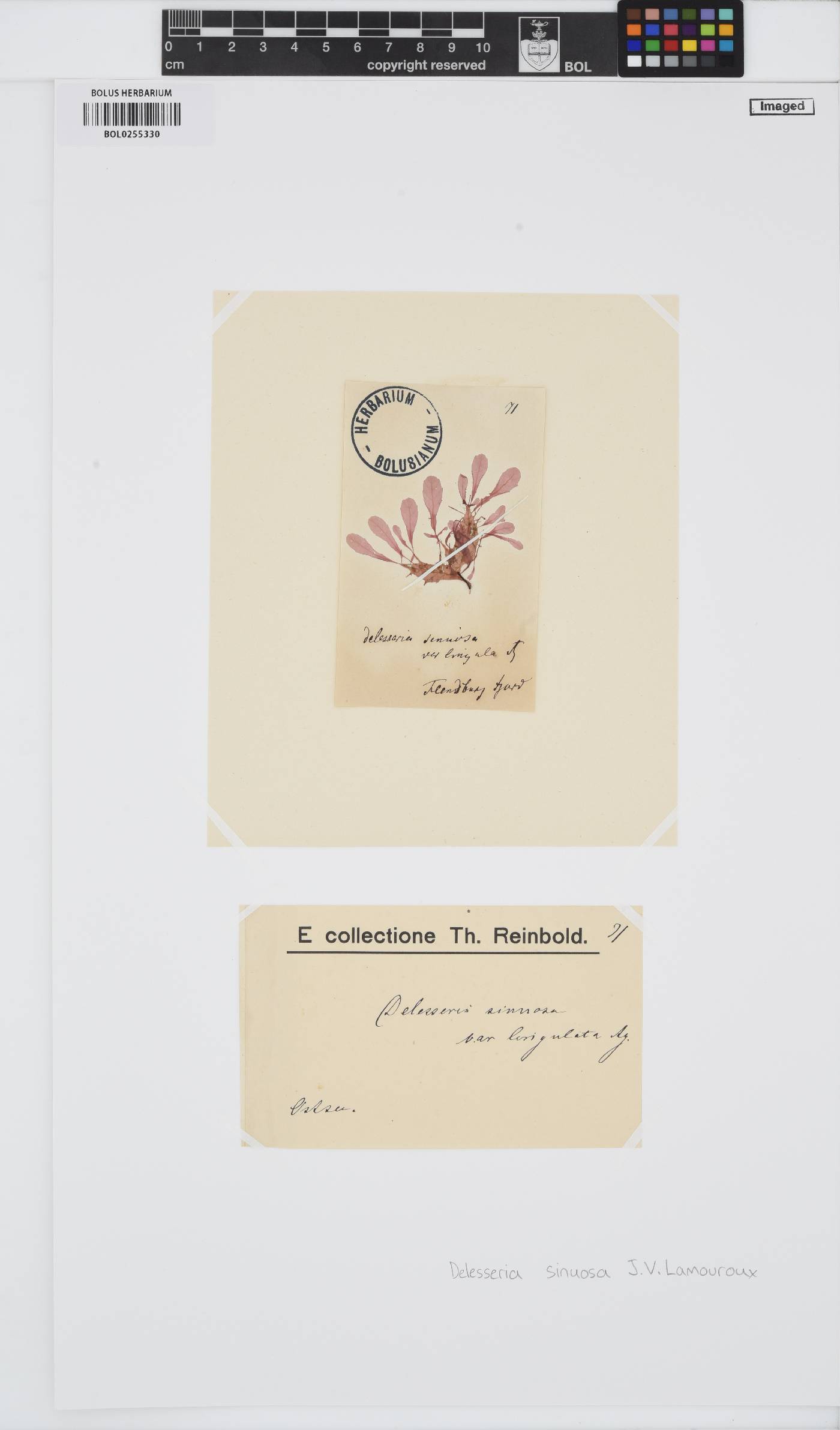 Phycodrys rubens image