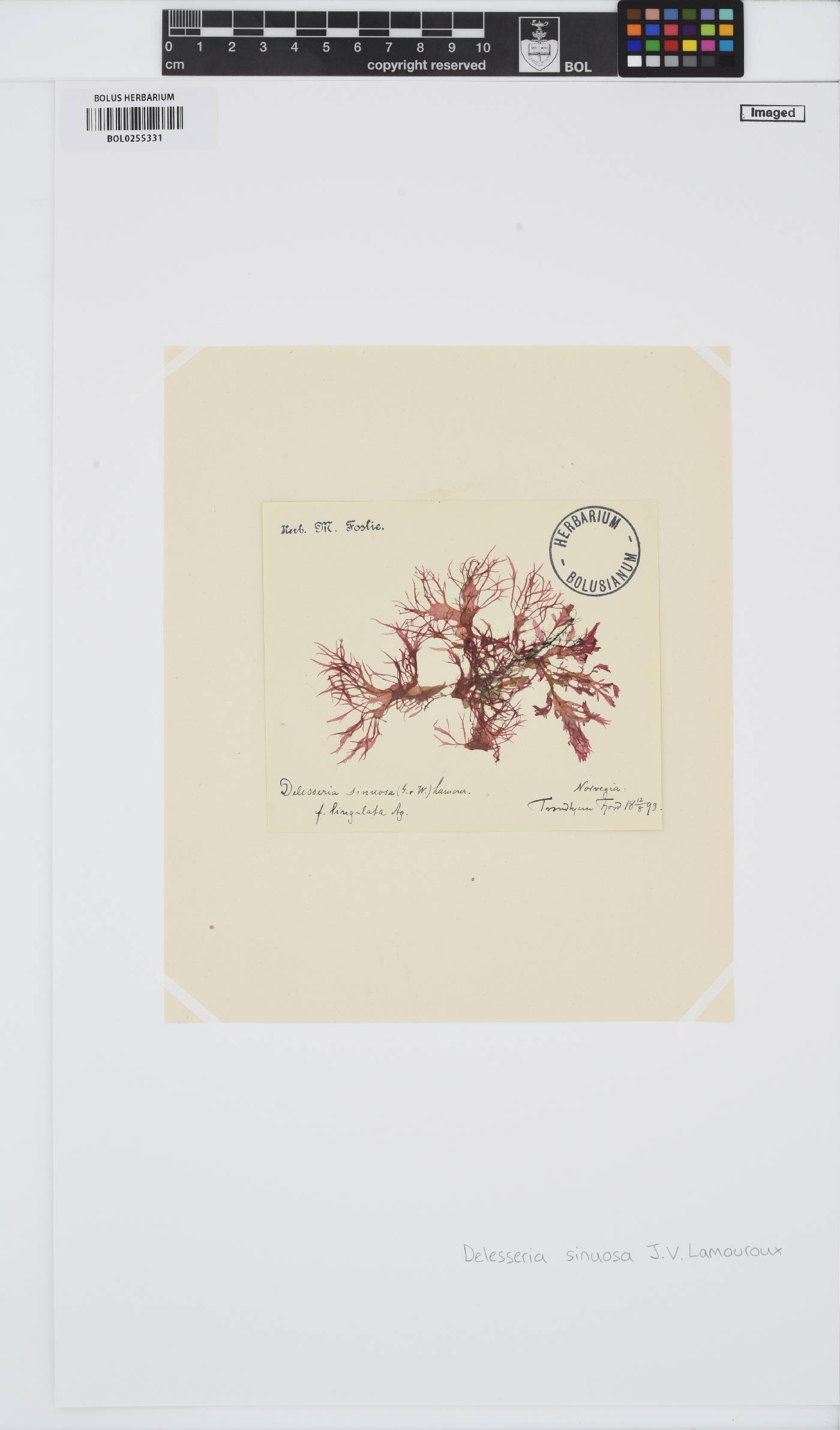 Phycodrys rubens image