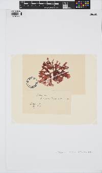 Phycodrys rubens image