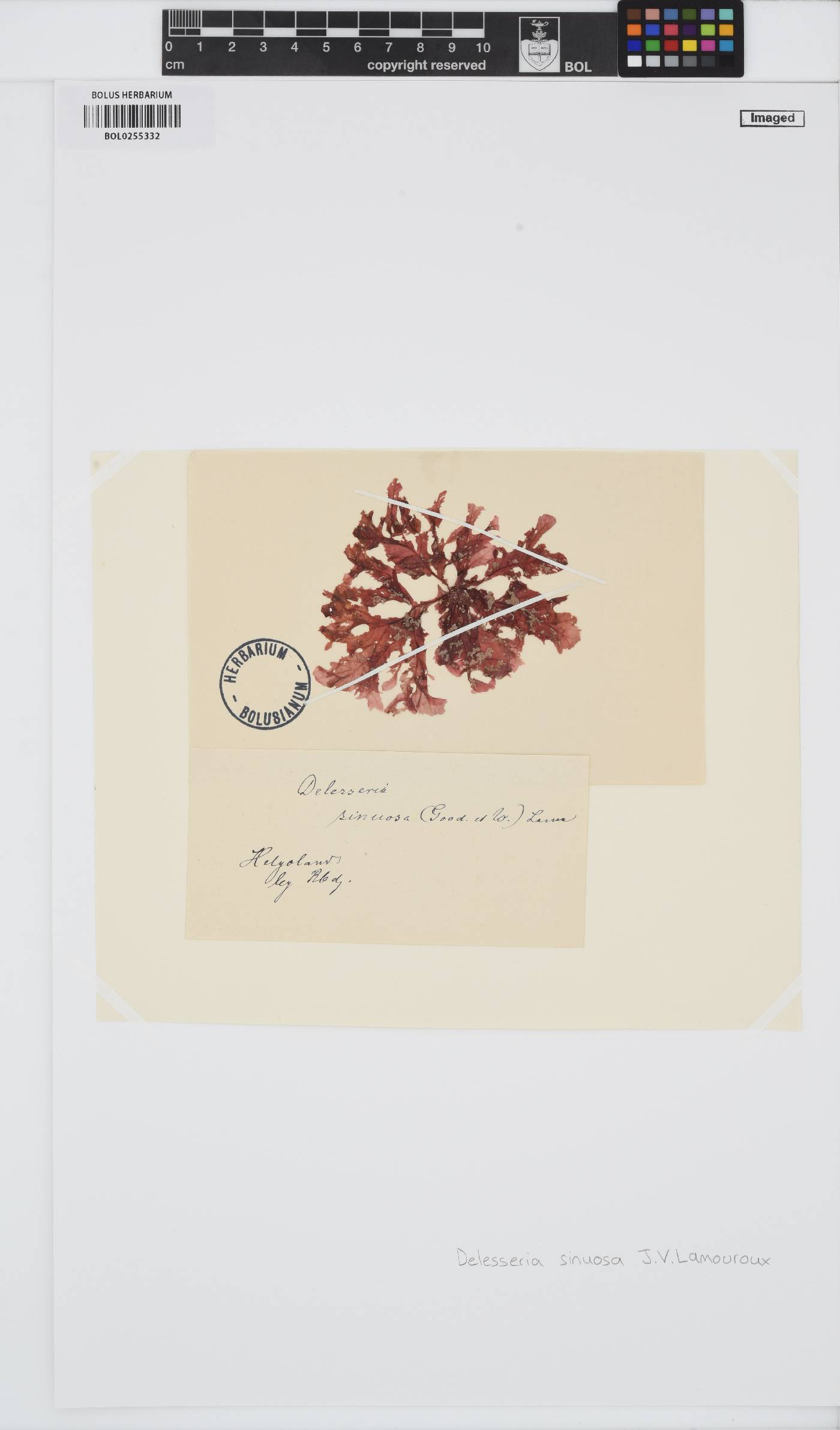 Phycodrys rubens image