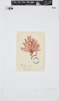 Phycodrys rubens image