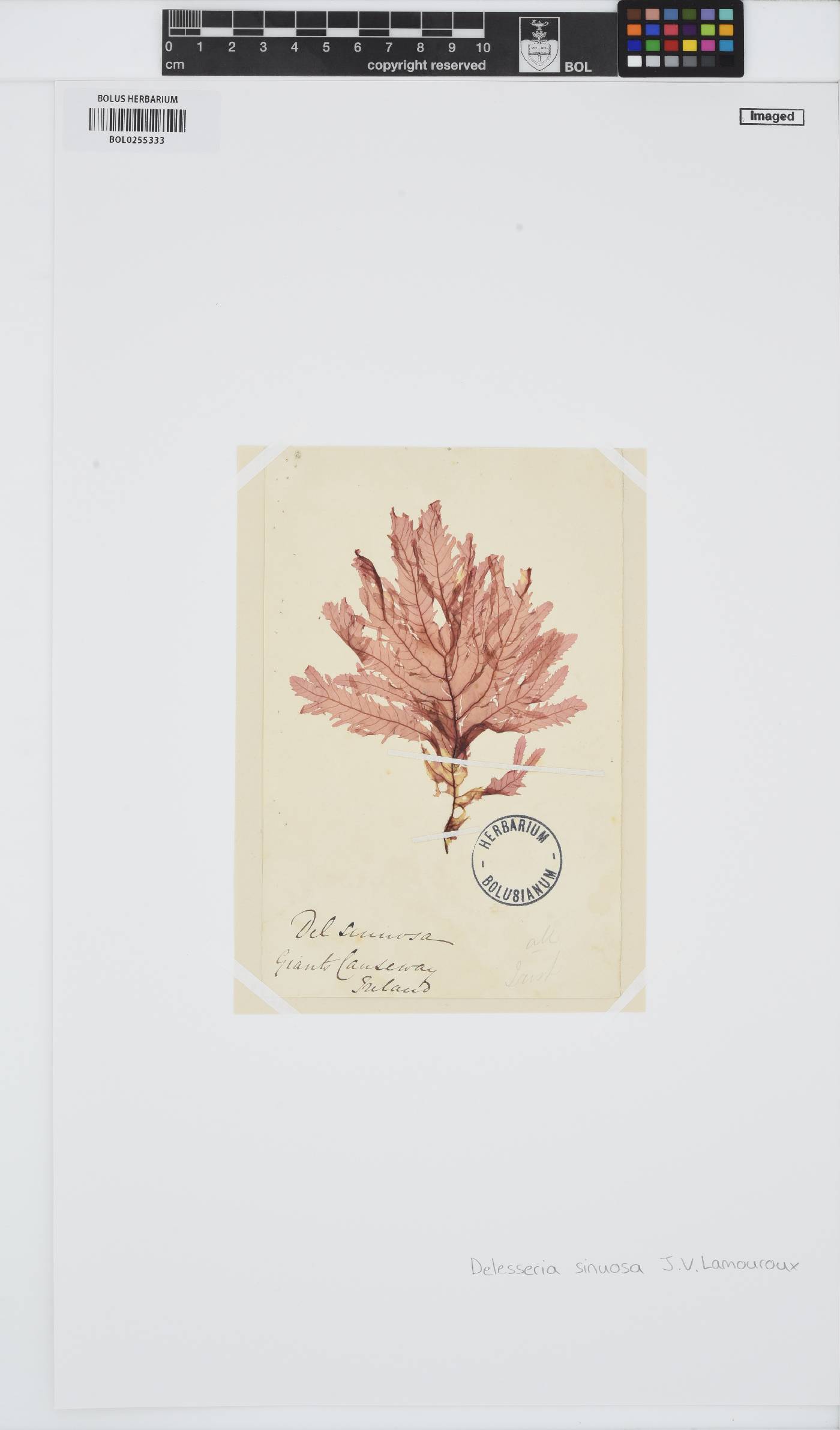 Phycodrys rubens image
