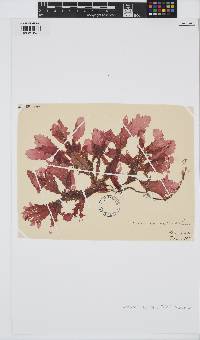 Phycodrys rubens image