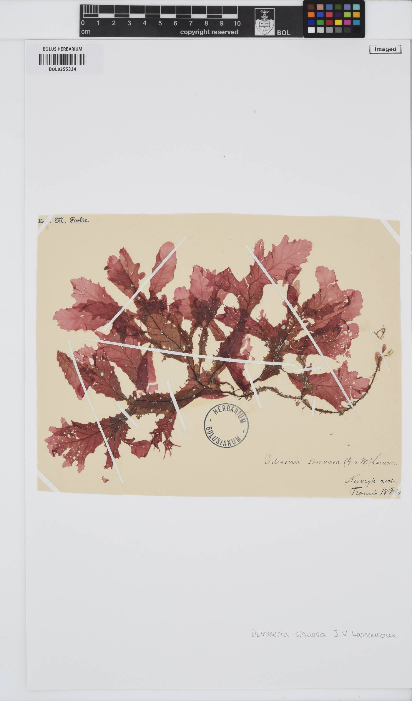 Phycodrys rubens image