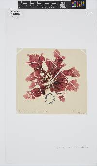 Phycodrys rubens image