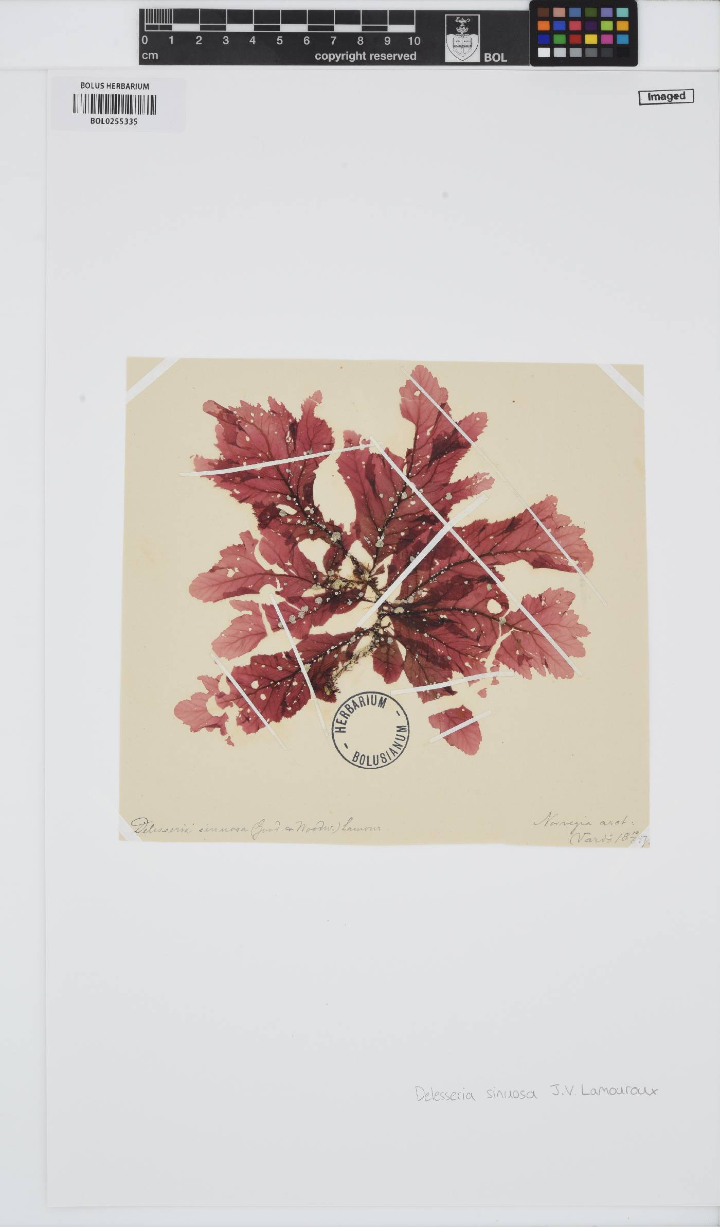 Phycodrys rubens image