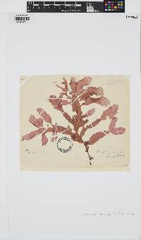 Phycodrys rubens image