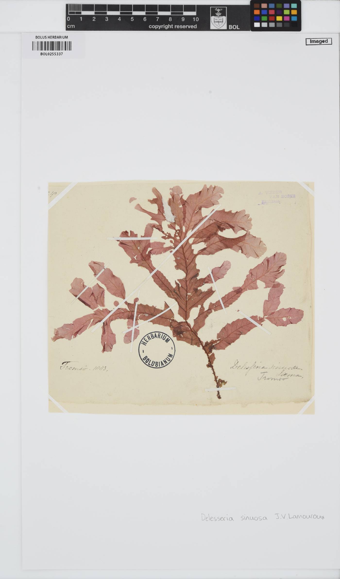 Phycodrys rubens image