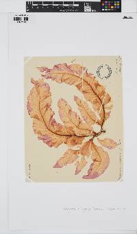 Delesseria sanguinea image