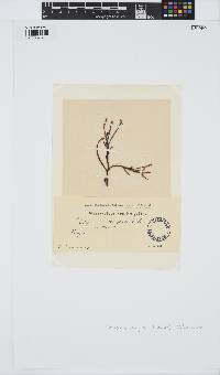 Delesseria sanguinea image
