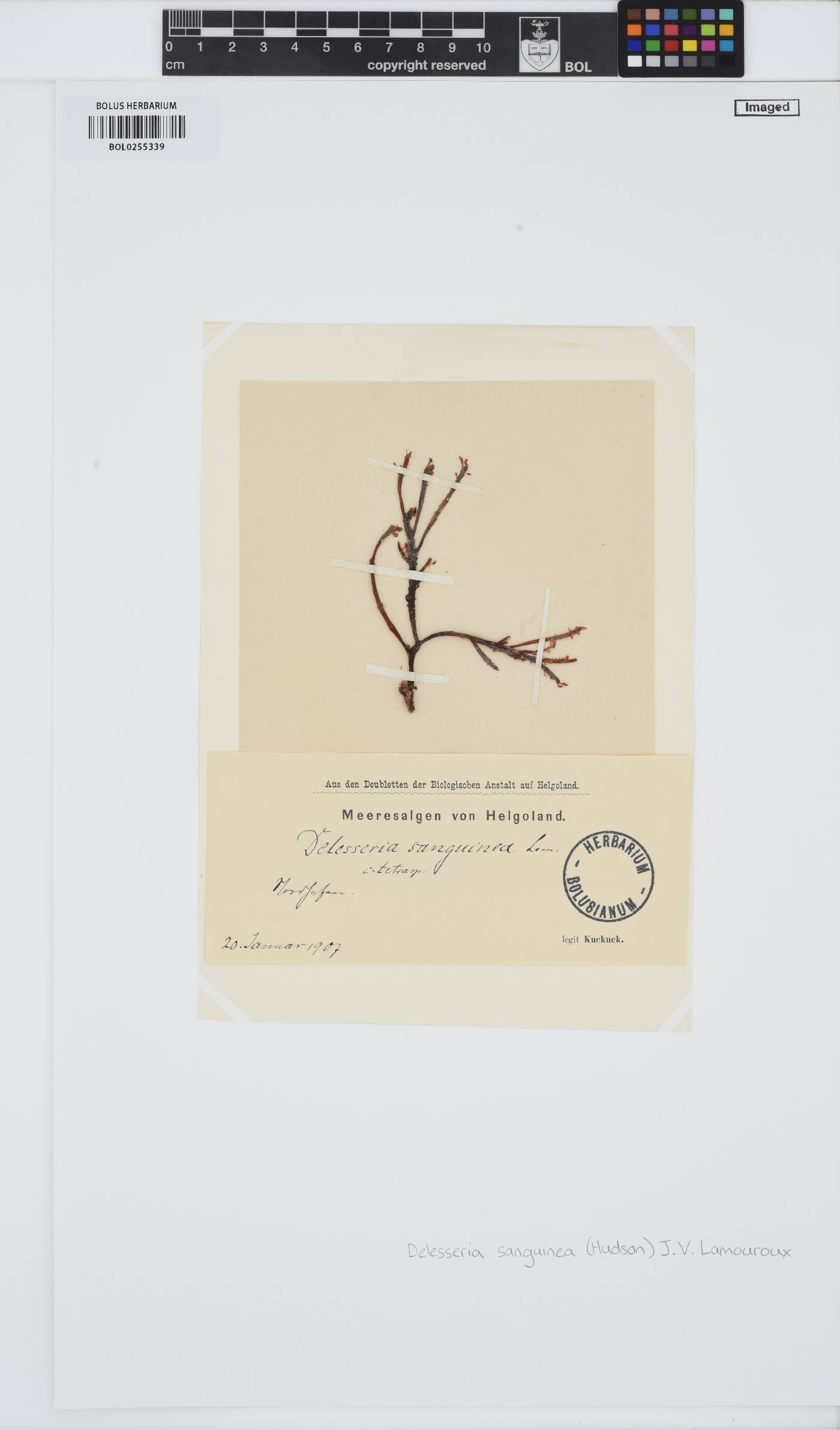 Delesseria sanguinea image