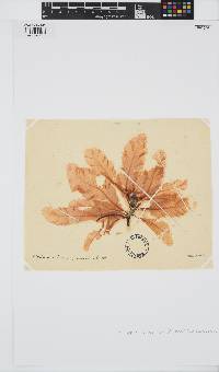 Delesseria sanguinea image