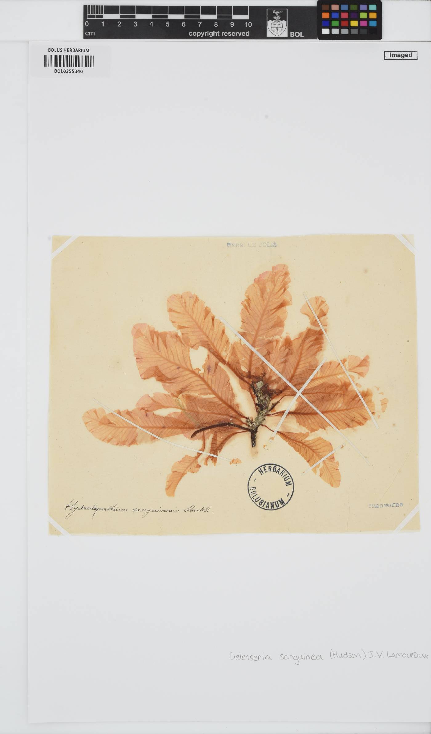 Delesseria image