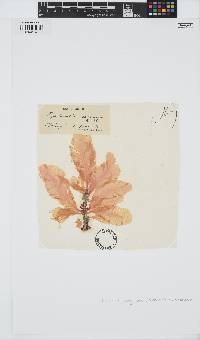 Delesseria sanguinea image