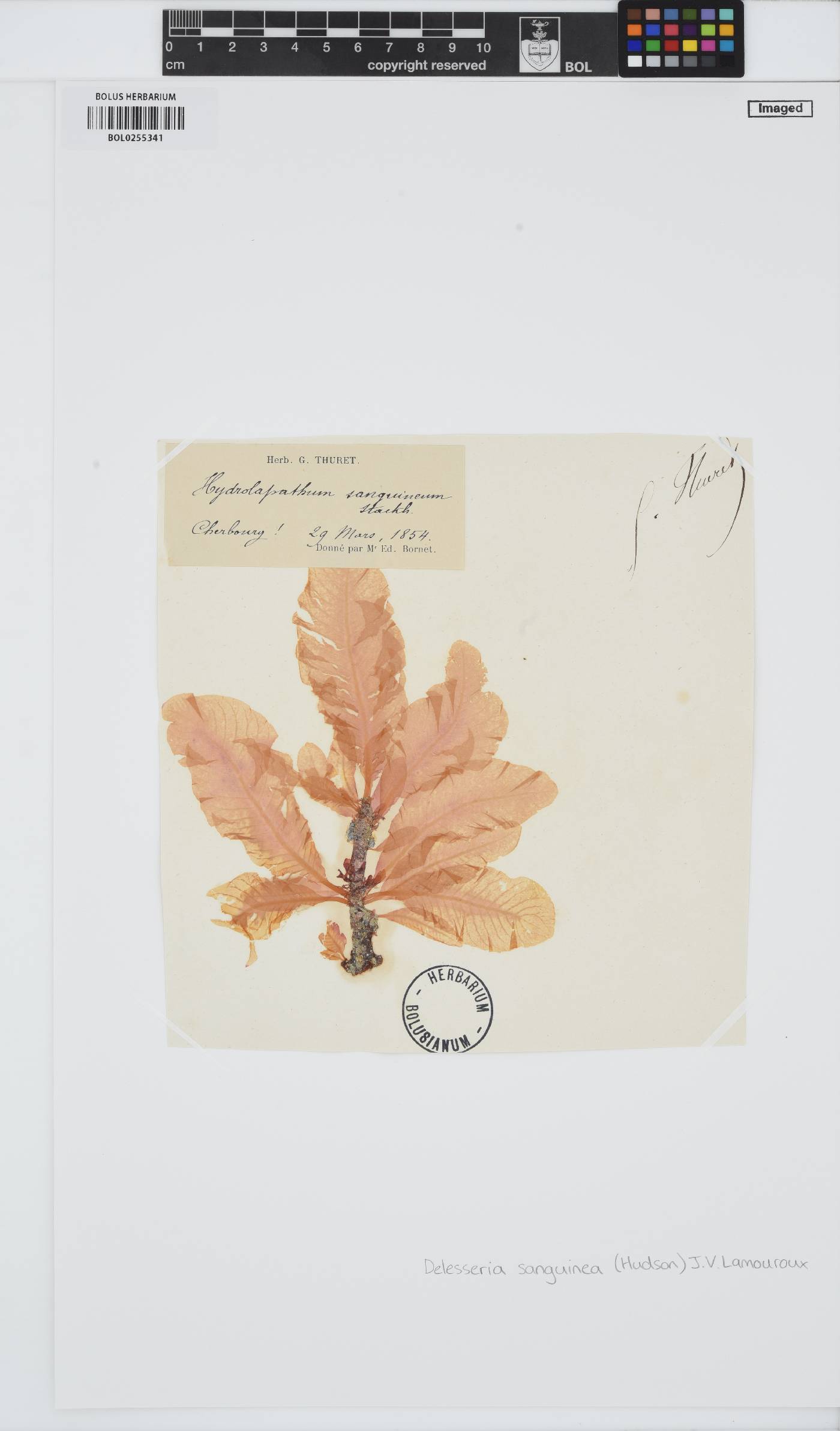 Delesseria image