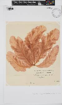 Delesseria sanguinea image