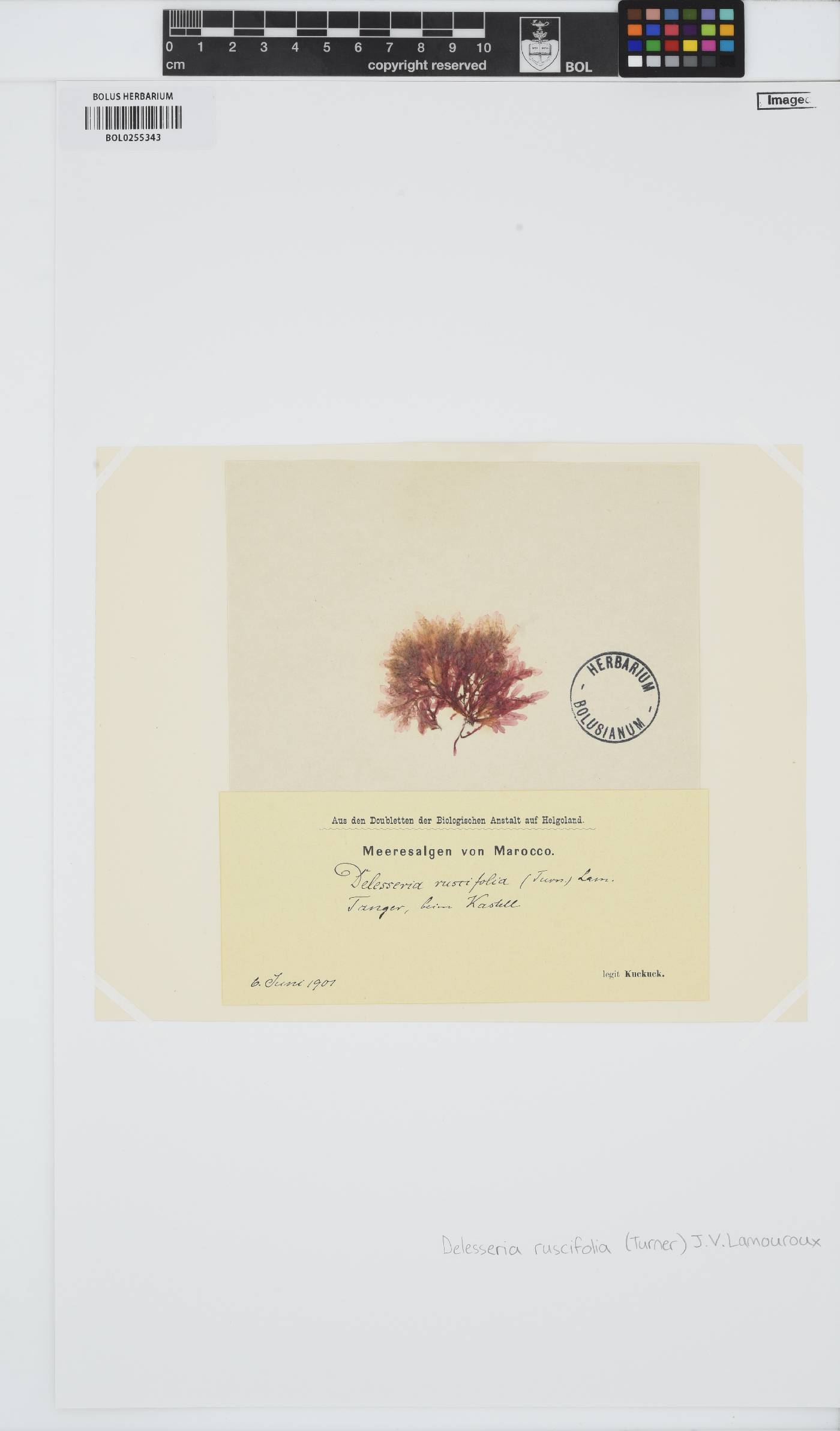 Apoglossum ruscifolium image