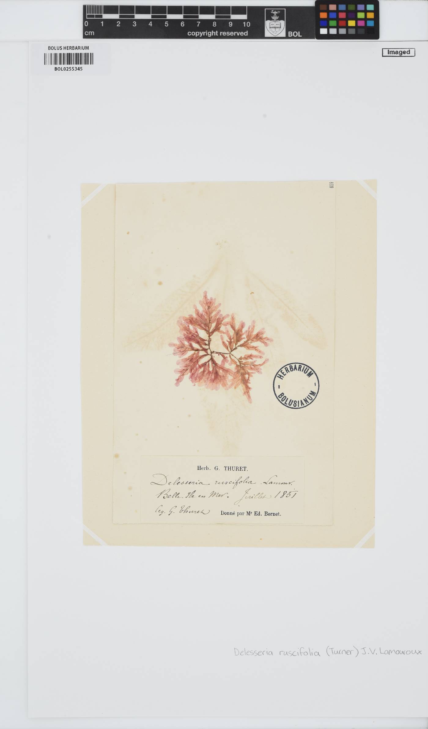 Apoglossum ruscifolium image