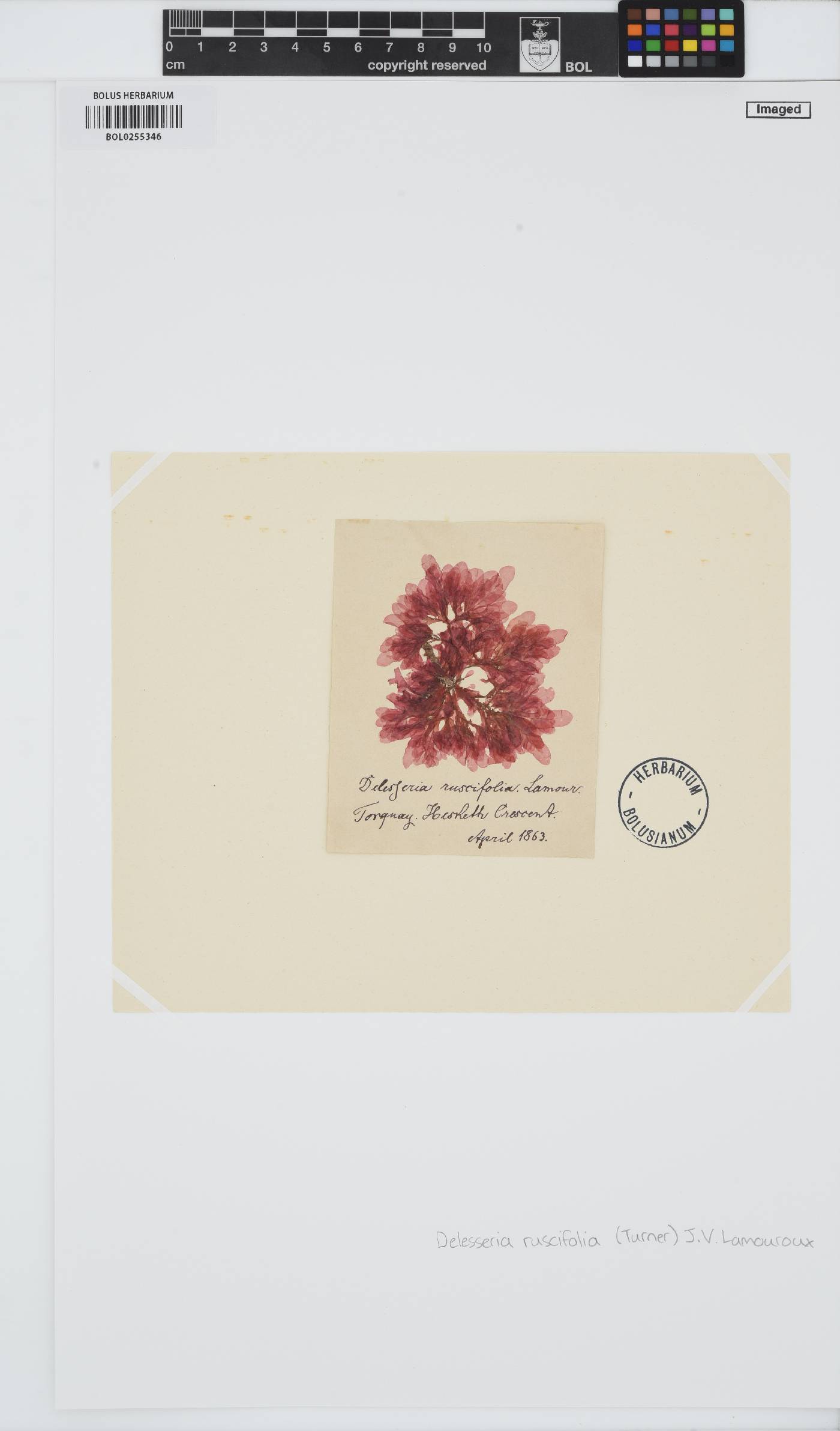 Apoglossum ruscifolium image