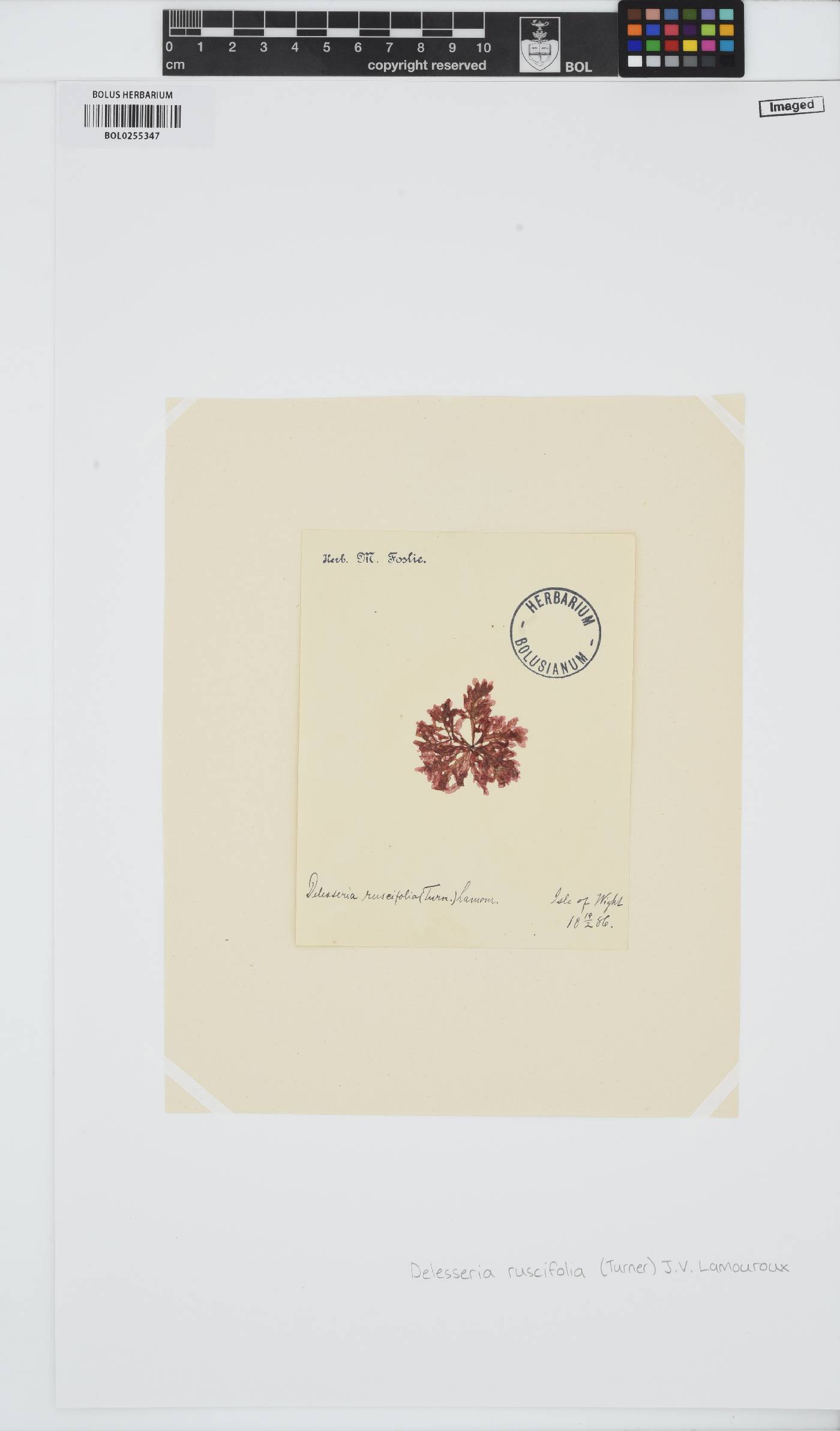 Apoglossum ruscifolium image