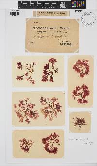 Paraglossum papenfussii image