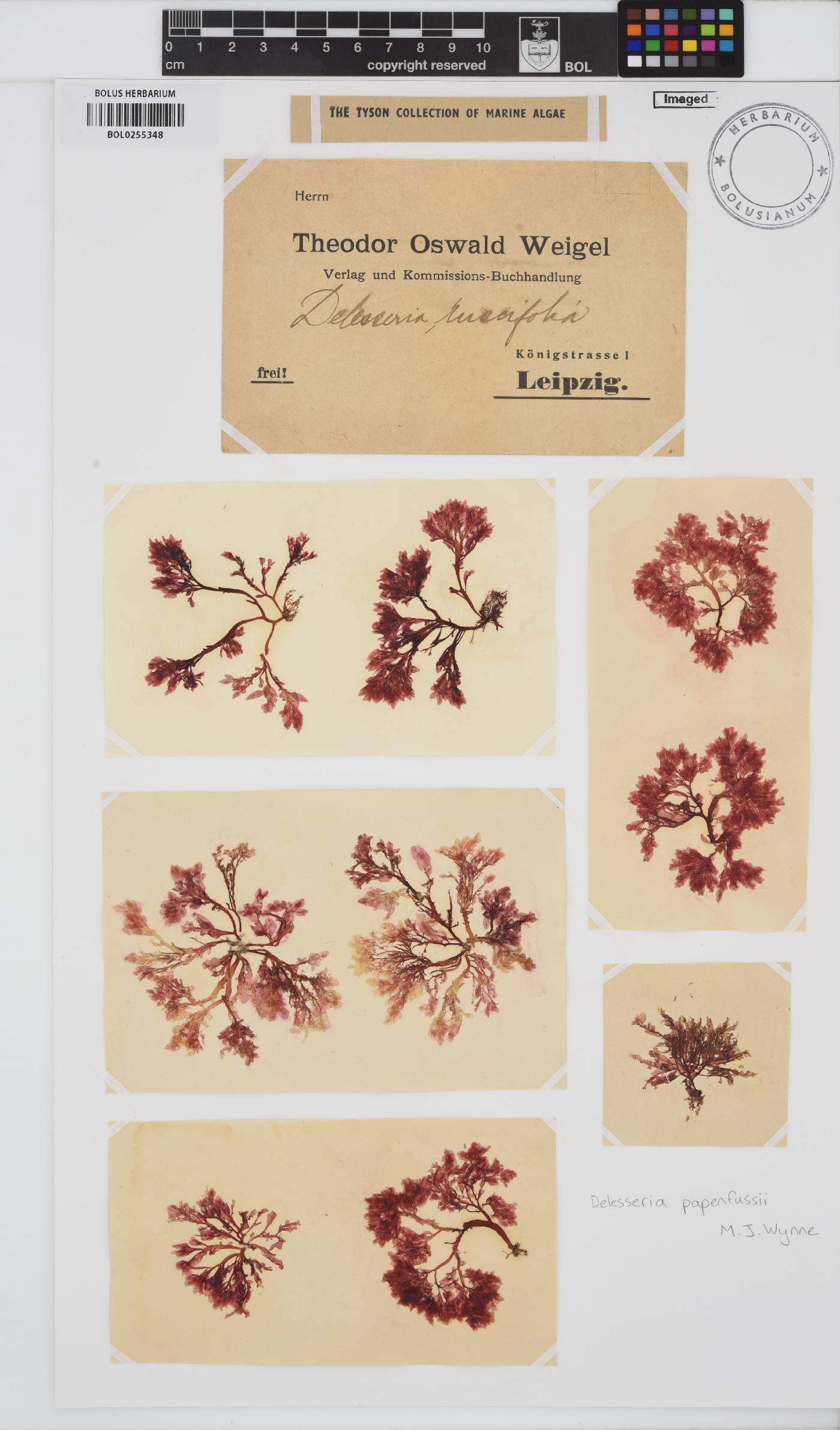 Paraglossum papenfussii image