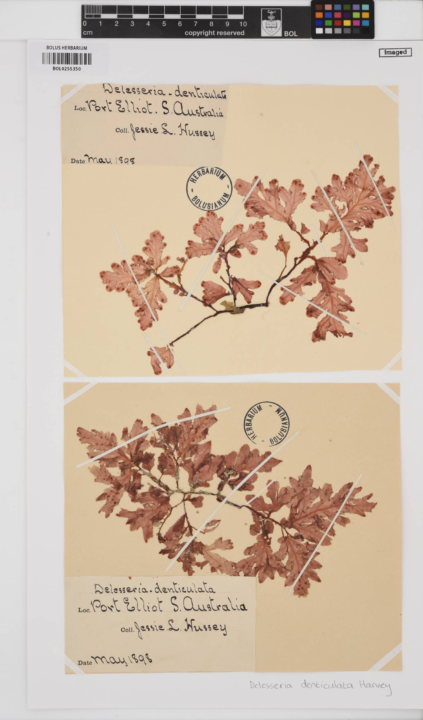 Heterodoxia denticulata image