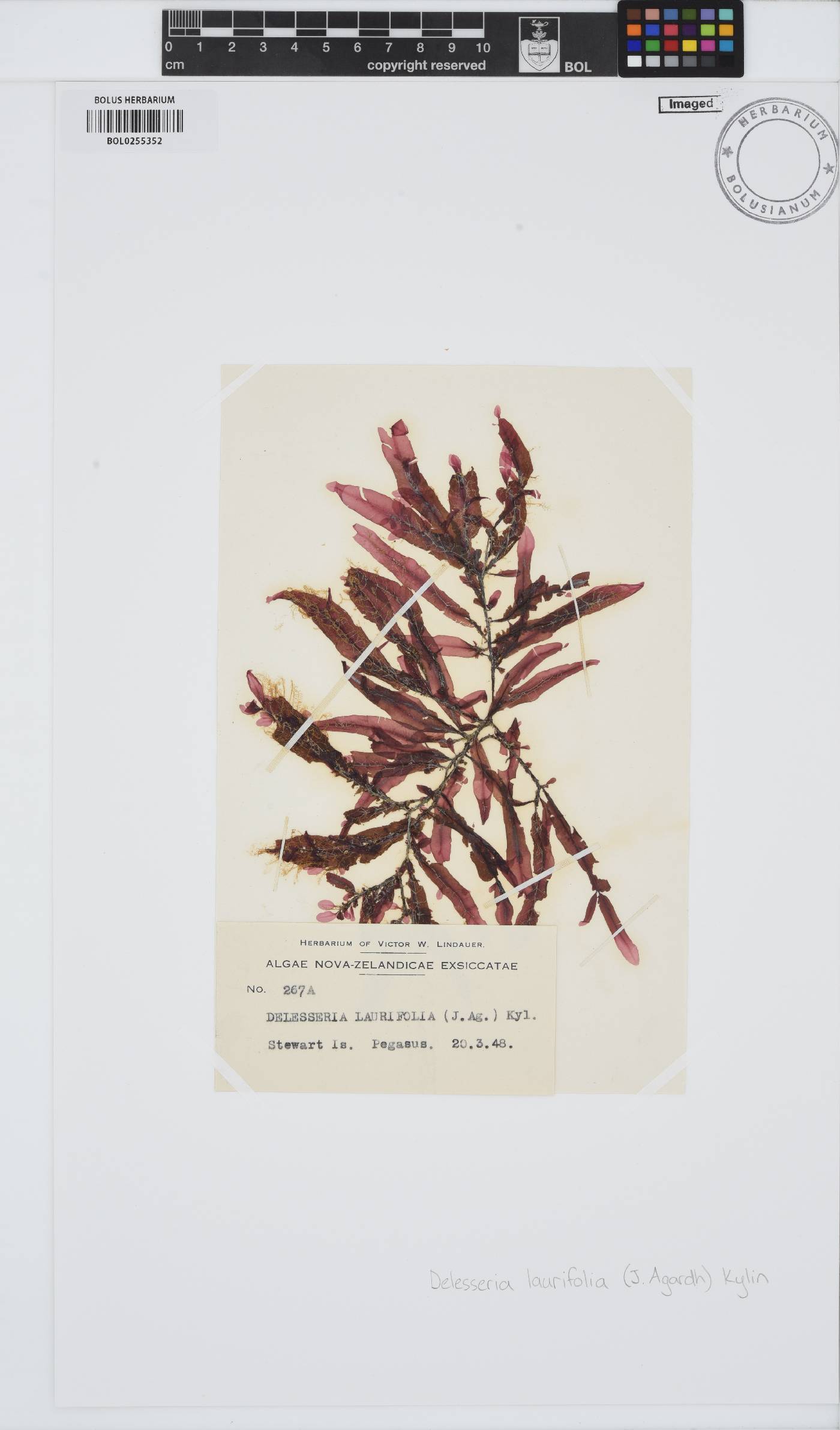Paraglossum nereifolium image