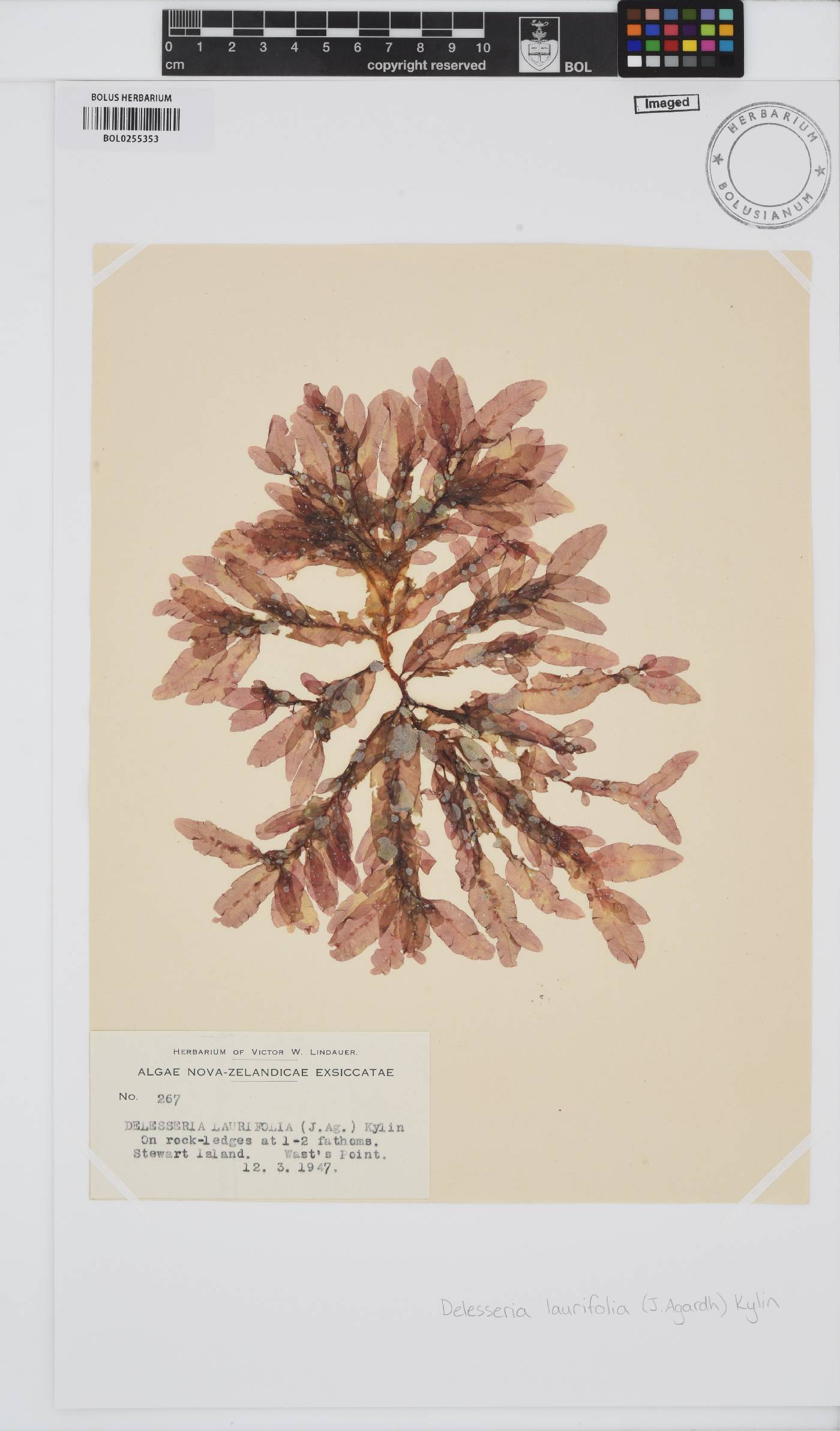 Paraglossum nereifolium image